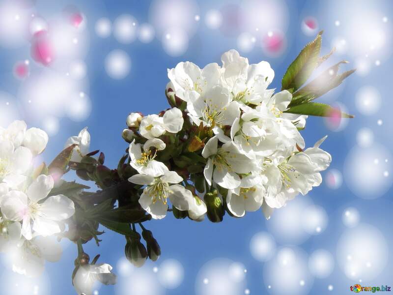Краса білих квітів на дереві весною залишається в наших серцях назавжди і нагадує про ніжність, красу та кохання. №24424
