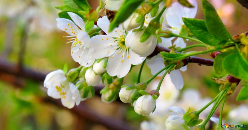 Квіти на деревах - це як чарівність природи, яка піднімає наше настрій та дарує нам радість. №23947