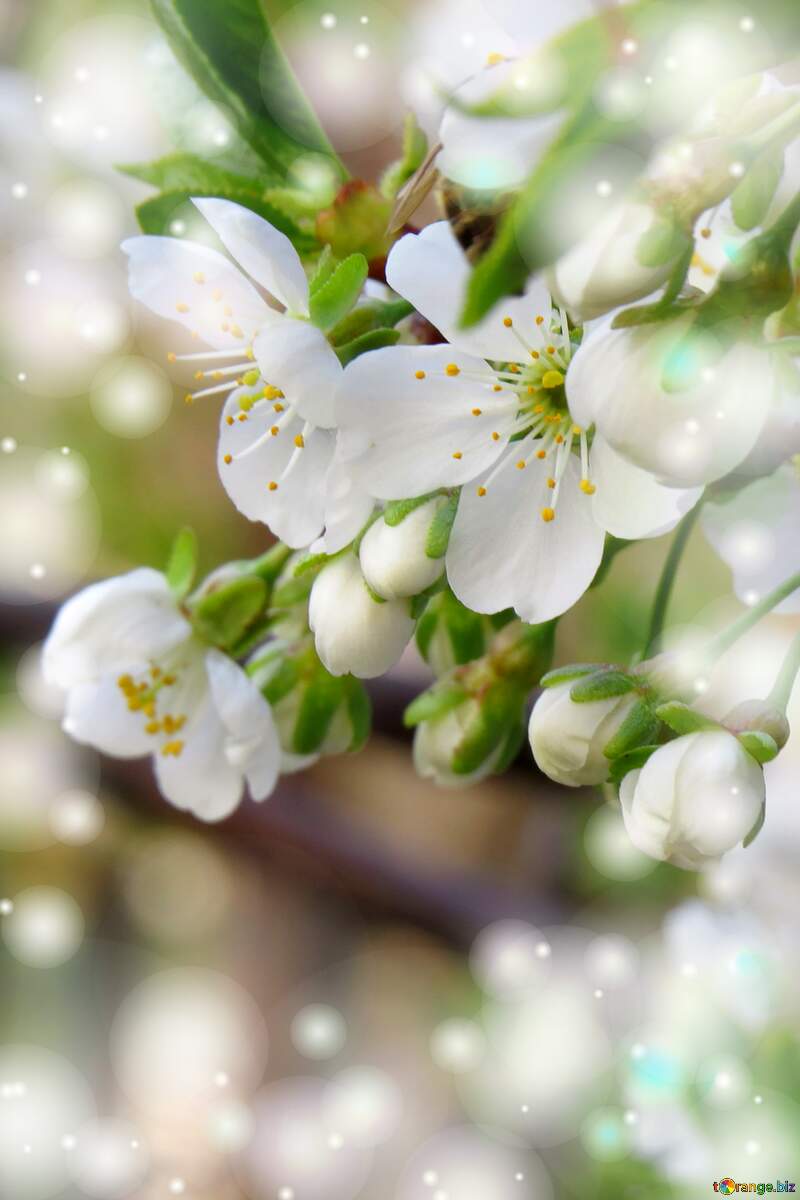 Квіти на деревах - це як символ вічності нашого кохання, яке буде цвісти й навесні, й влітку. №23947