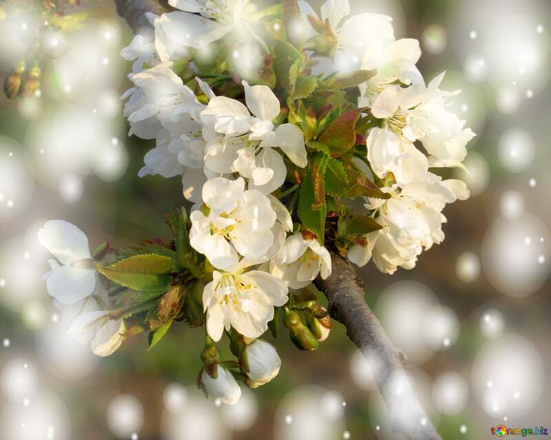 Квіти на деревах - символ весняної краси і оновлення. №23906