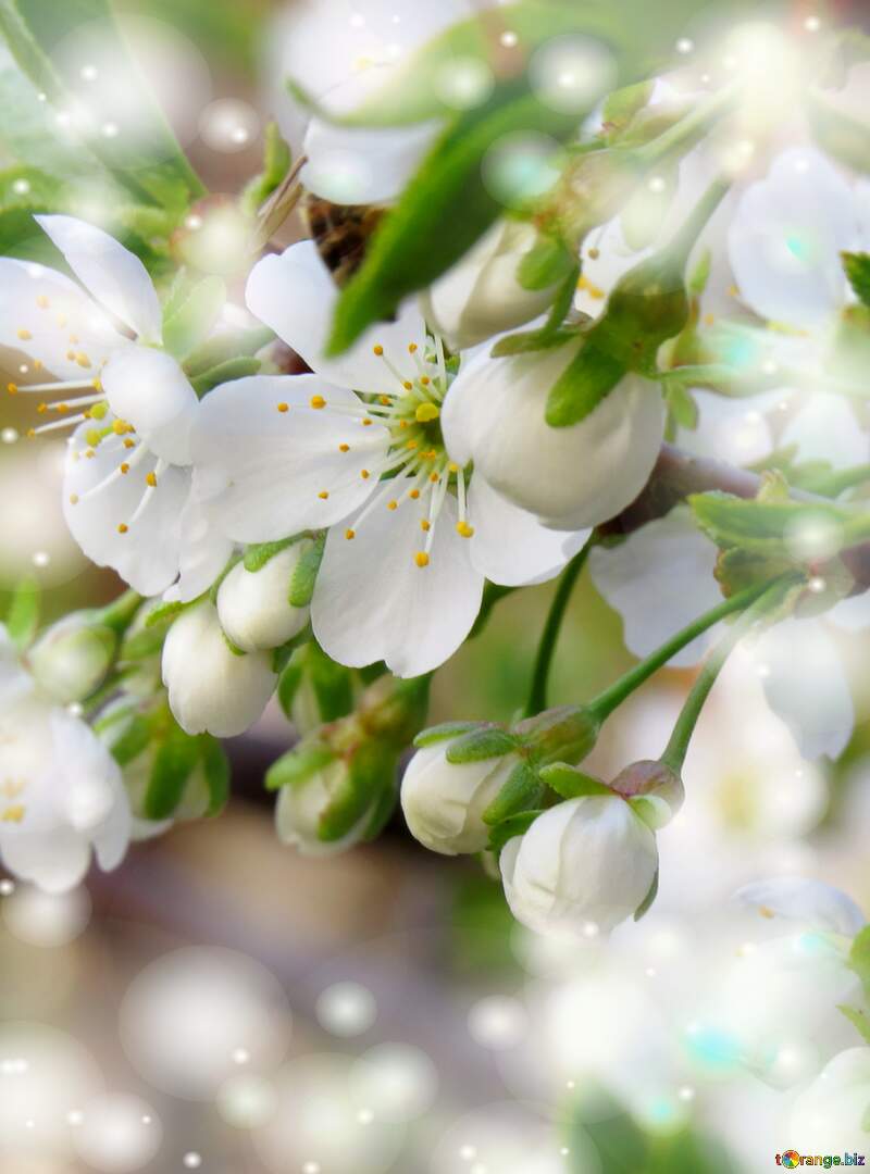 Квіти на дереві - це як метафора нашого кохання, яке, як і квіти, потребує уваги та догляду. №23947