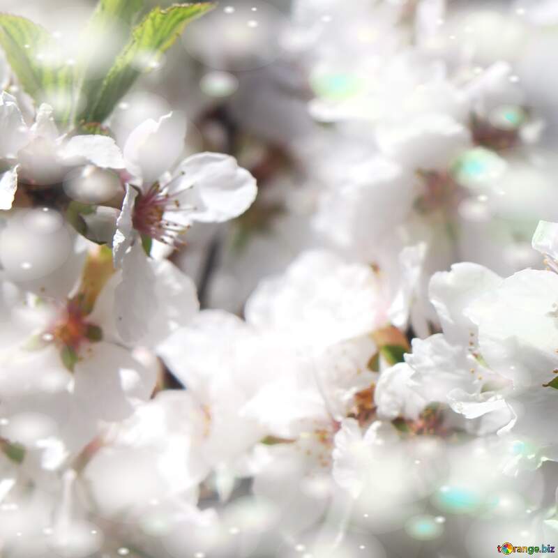 Квітуче дерево з білими квітами виглядає як об`єкт чистоти та краси. №39773