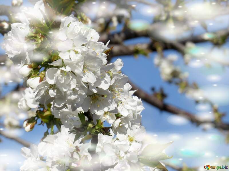 Квітучі дерева - це як доказ того, що життя завжди має можливість розквітати та бути наповненим красою та любов`ю. №24504