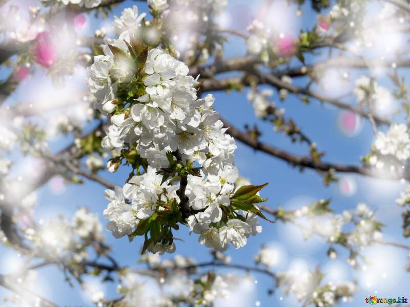 Квітучі дерева - це як символ вічного життя, яке проростає в наших серцях та душах. №24504