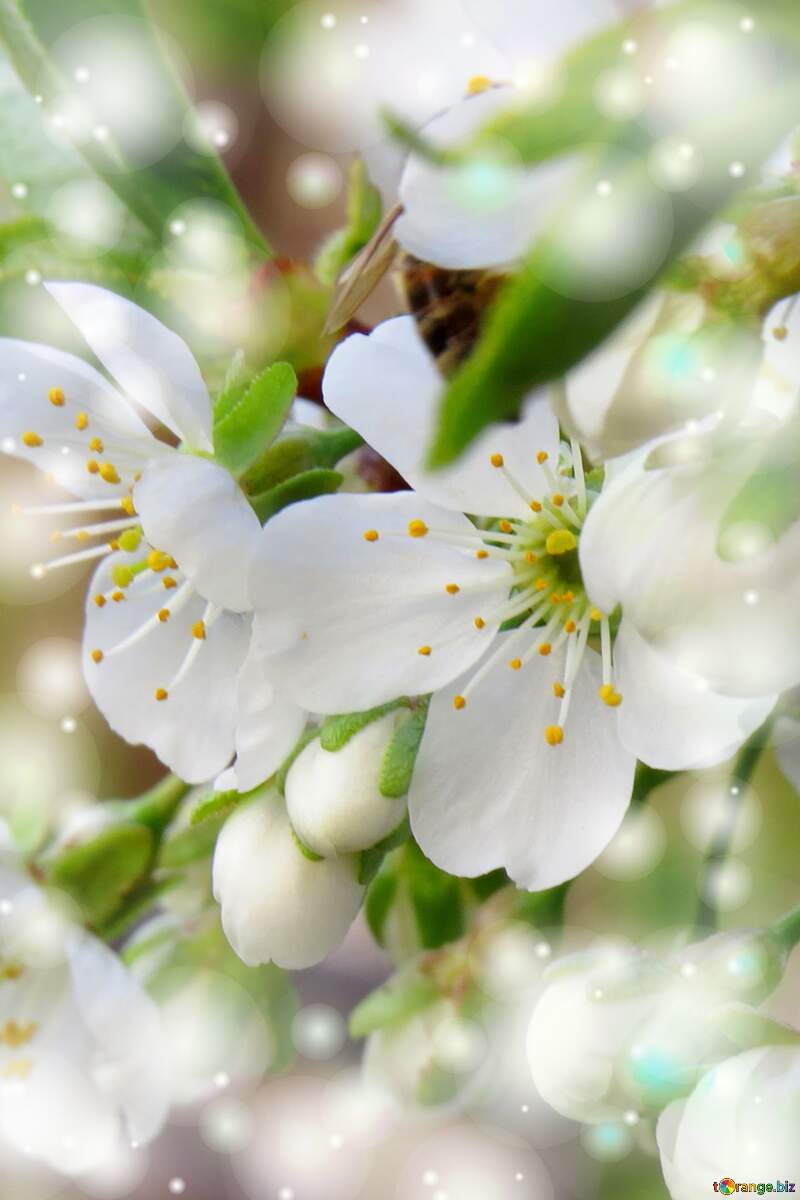 Квітучі дерева - це як символ вічної краси, яка зберігається у нашому серці назавжди. №23947