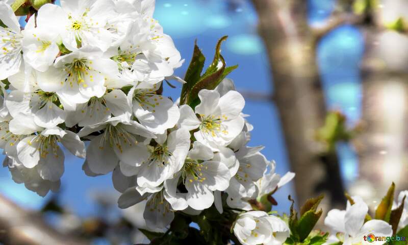 Квітучі дерева - це як символ зрілості та мудрості, які допомагають нам зрозуміти сенс життя та цінності кохання. №24495