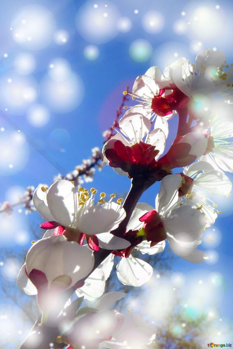 Квітучі дерева з білими квітами - одне з найкрасивіших природних явищ. №50340