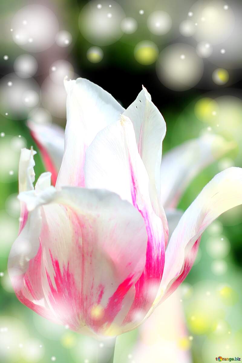 La bellezza dei tulipani è solo un riflesso della tua bellezza interiore. №37697