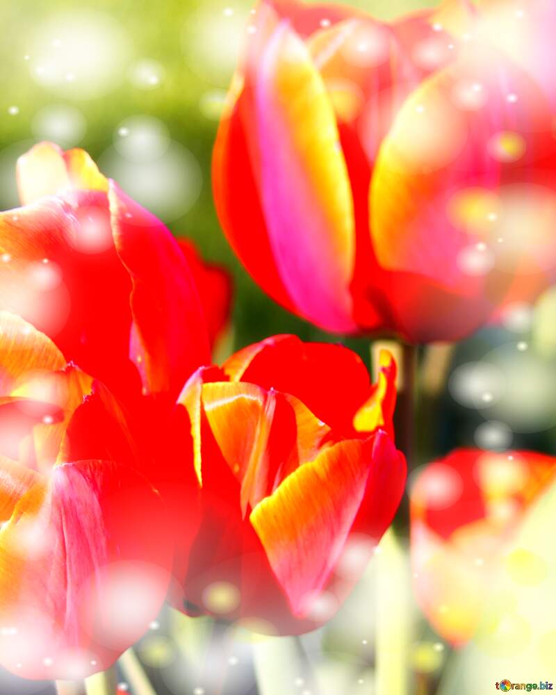 La bellezza dei tulipani è un richiamo alla bellezza della vita, auguri per una vita piena di bellezza e soddisfazione. №1648