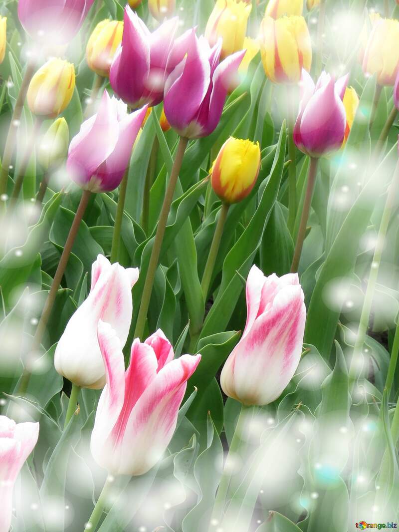 La bellezza dei tulipani è un richiamo alla bellezza della vita, goditi ogni istante della tua vita. №31159