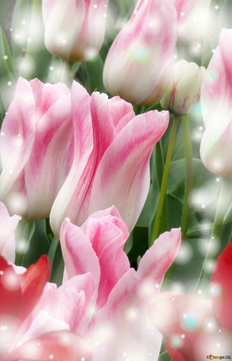 La bellezza dei tulipani è un richiamo alla purezza della vita, auguri per una vita pura e bella. №31164