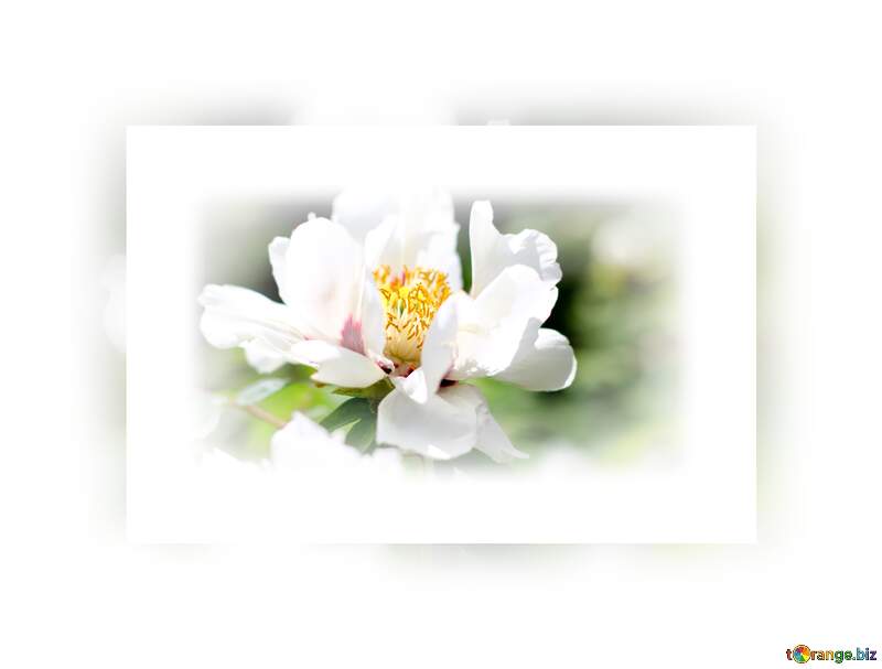 La sencillez de la belleza natural: flores que nos cautivan №37642