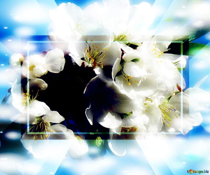 Любов - це як дерево, що росте і розквітає разом з нами. Гарні білі квіти на дереві весною - це символ цього росту і розквіту. №24424