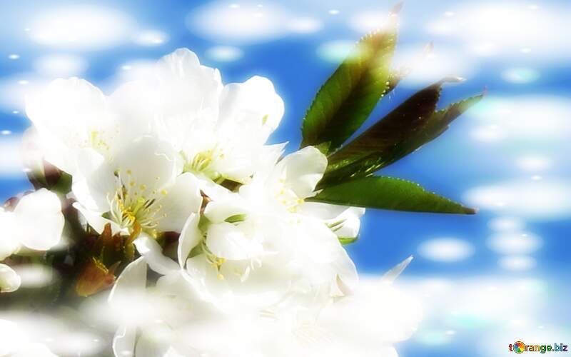 Любов - це той прекрасний момент, коли все навкруги стає яскравішим і красивішим, ніж будь-коли раніше. Гарні білі квіти на дереві весною створюють саме такий настрій. №24424