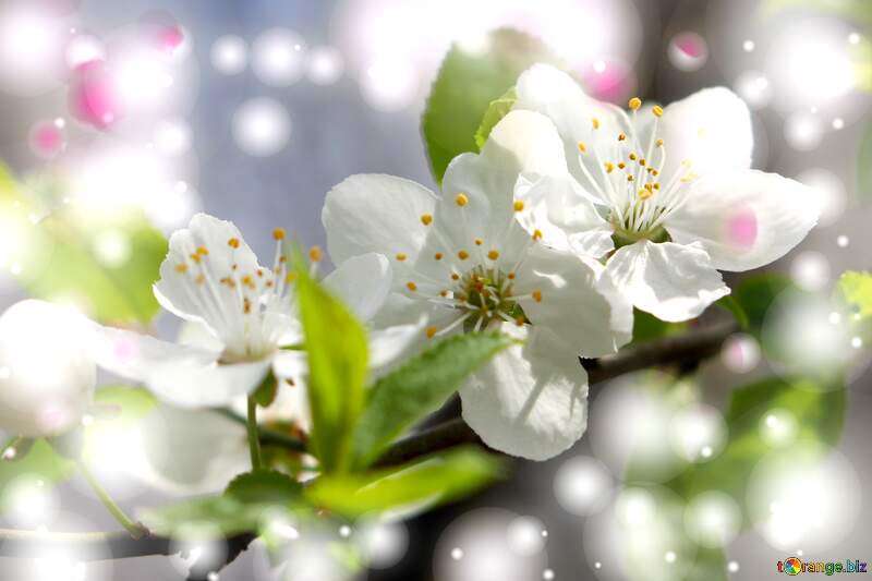 Неймовірна краса весняної природи - гарні білі квіти на дереві. №39759
