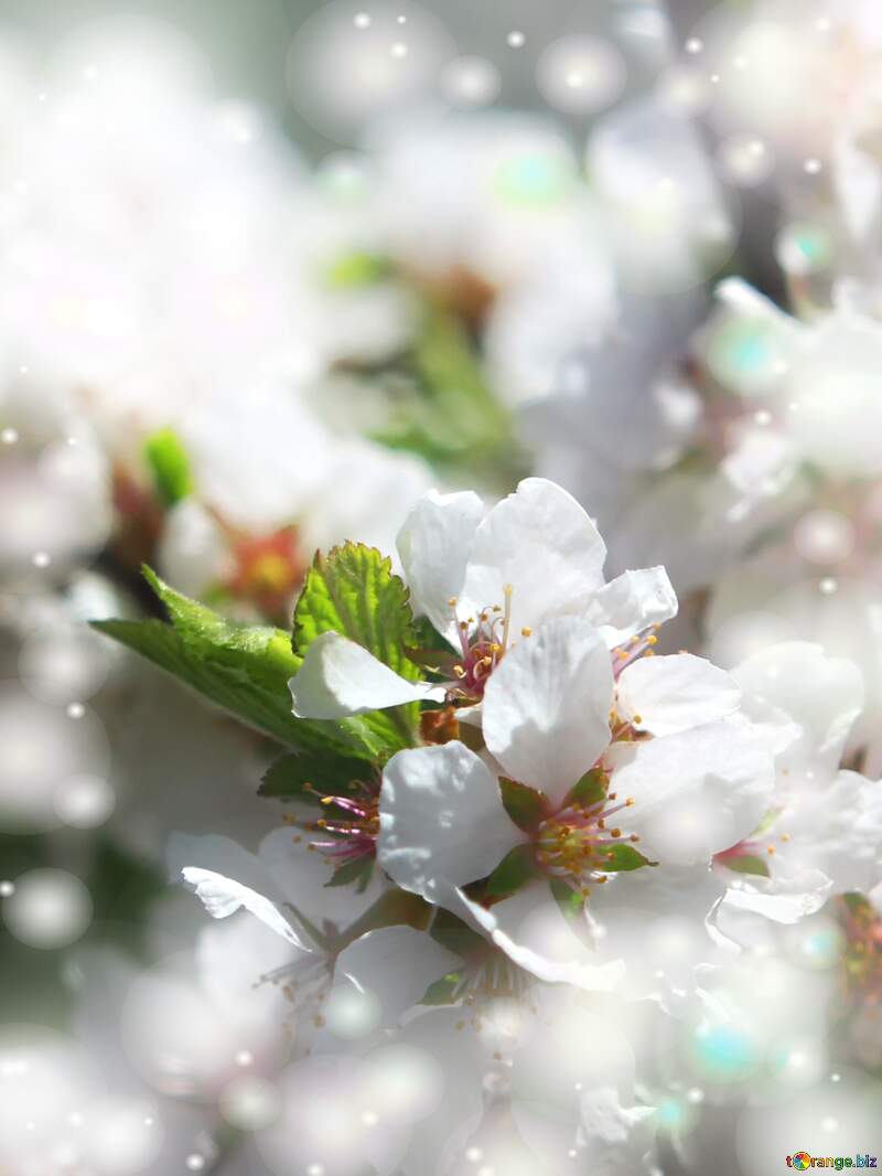 Прекрасна картина весняної природи - гарні білі квіти на дереві. №39773