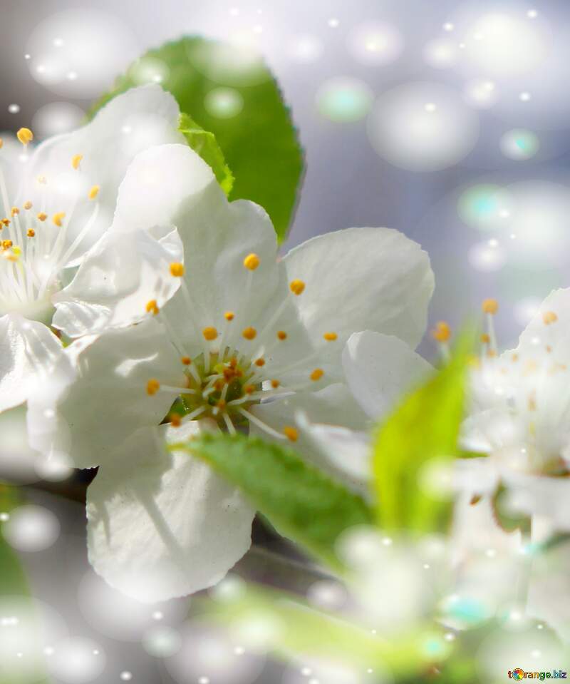 Прекрасна пора року - весна! Краса білих квітів на дереві змушує нас цінувати її. №39759