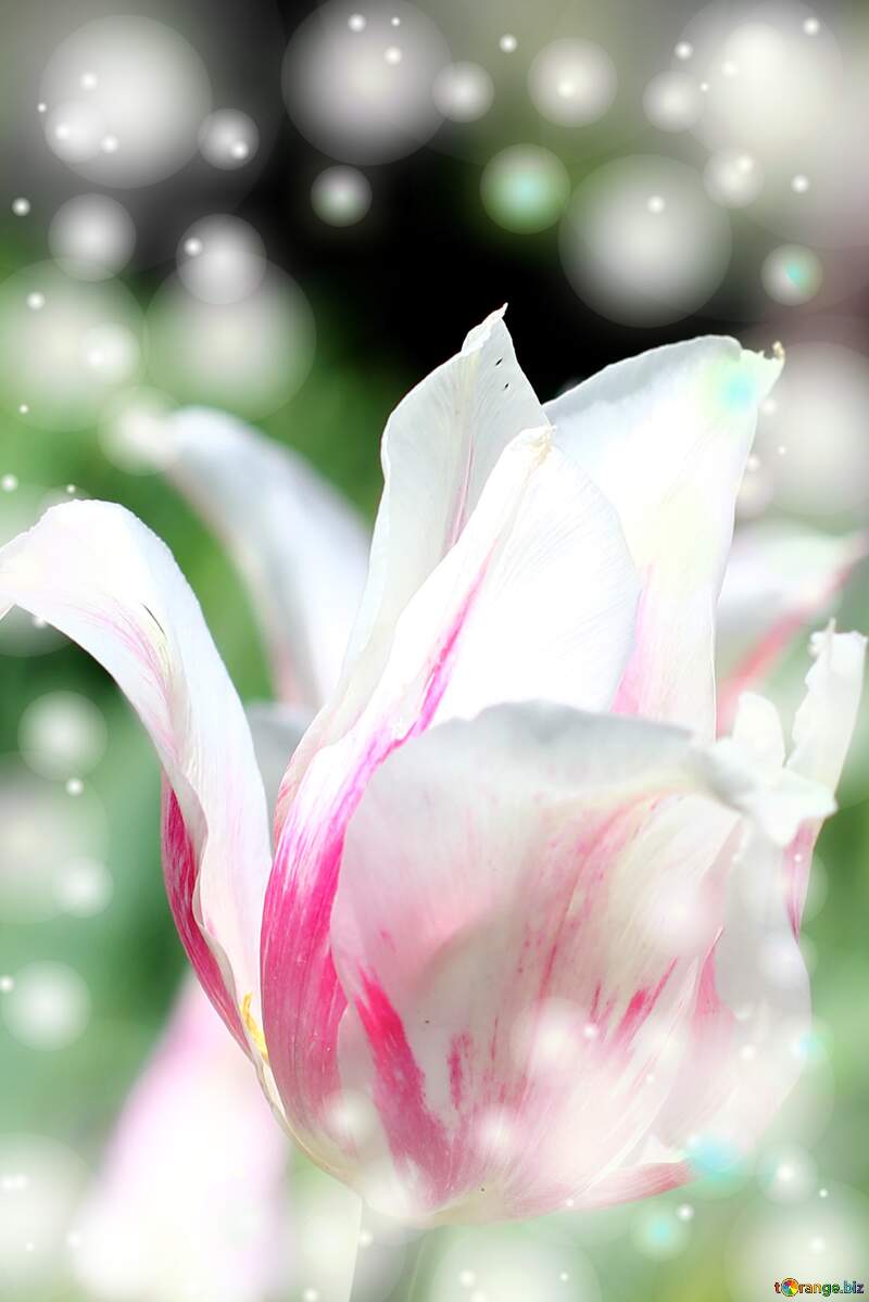 Questi tulipani ti augurano un giorno pieno di colori e sorrisi. №37697