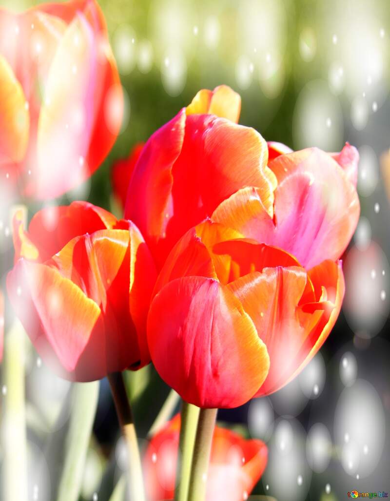 Questi tulipani ti portano la bellezza della natura e la bellezza della vita, goditi ogni istante. №1648