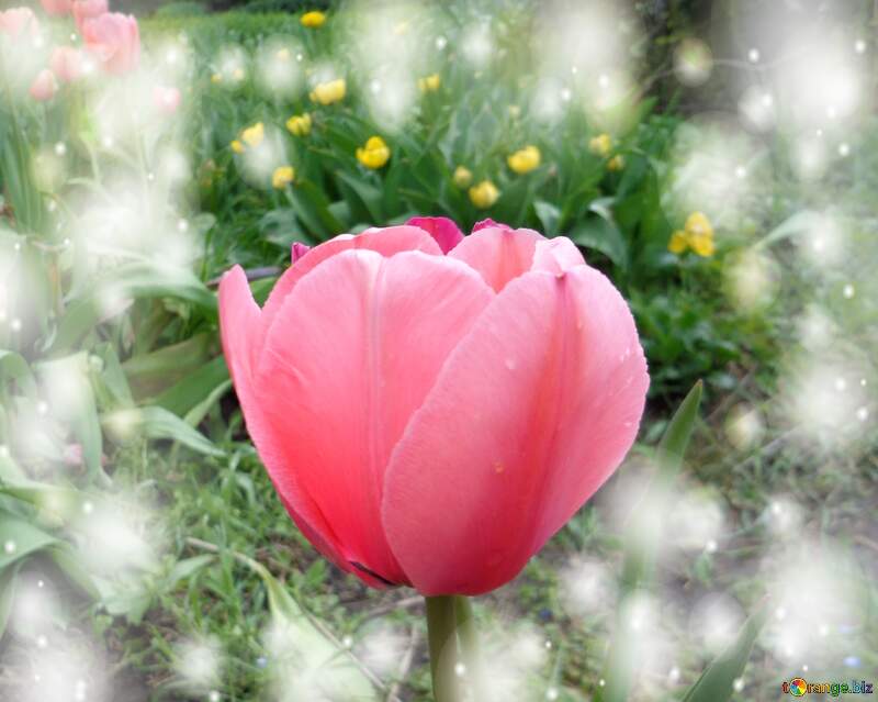 Questi tulipani ti portano la bellezza e la felicità della vita, goditi ogni istante. №30374