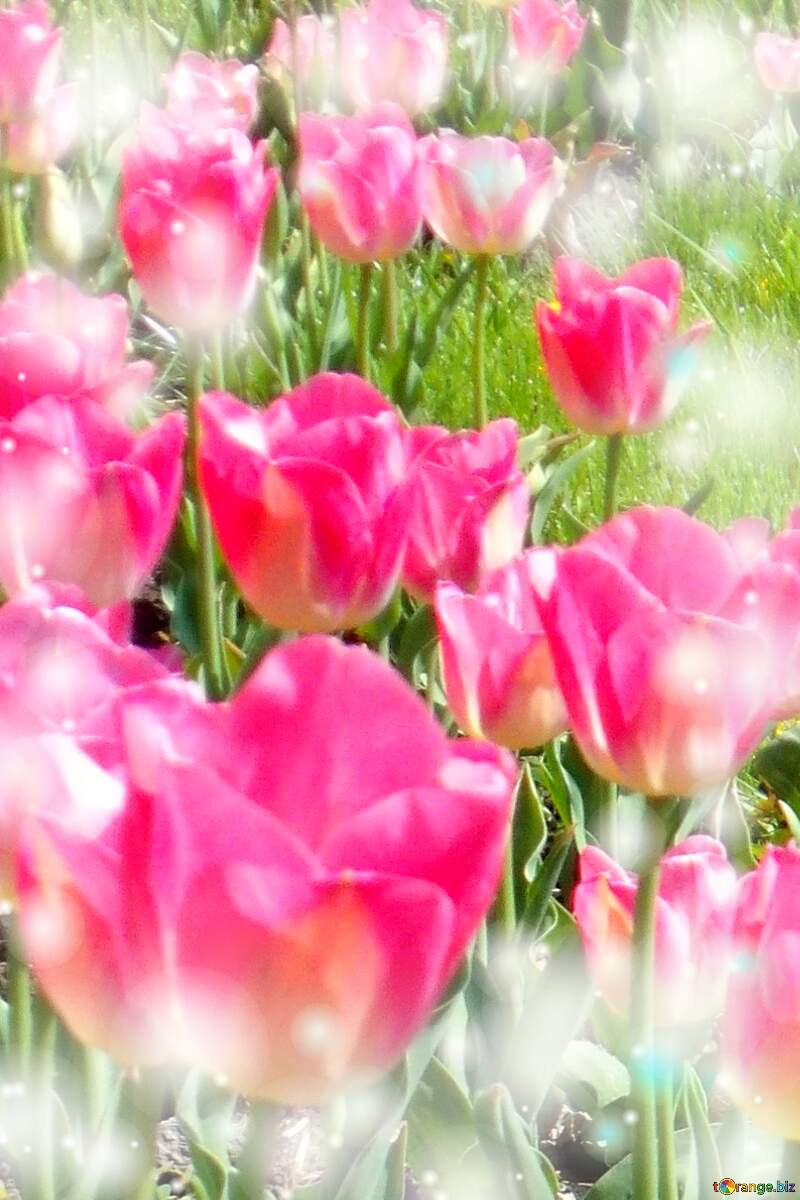 Questi tulipani ti portano la sincerità e la verità nel tuo cuore, auguri per una vita autentica. №12938