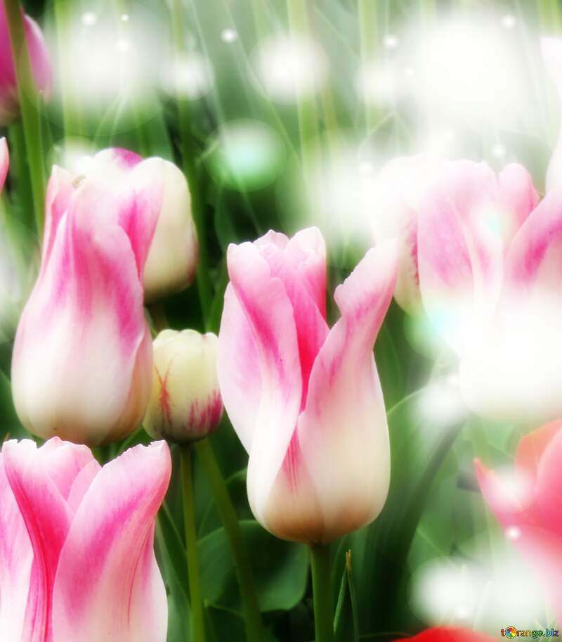 Questi tulipani ti portano la speranza per un futuro pieno di successi e felicità. №31164