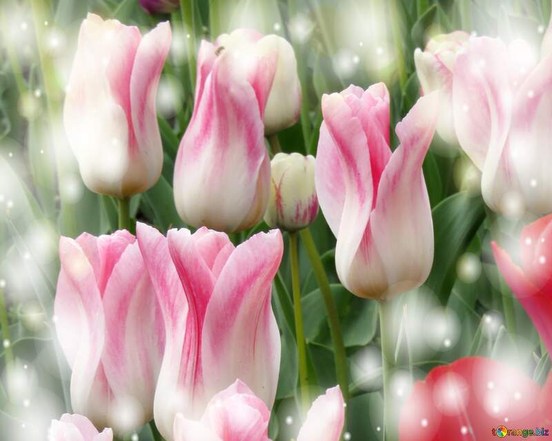 Questi tulipani ti portano l`energia della vita e la bellezza della natura. №31164