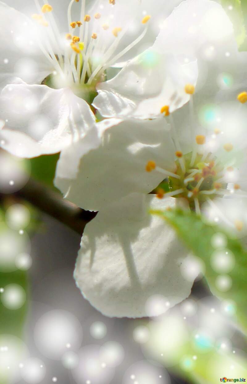 Справжній символ весни - гарні білі квіти на дереві. №39759