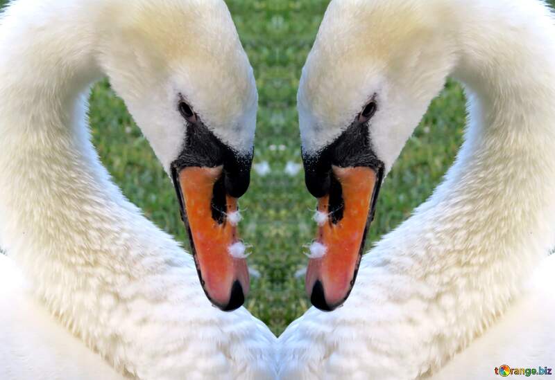 swan heart №54214