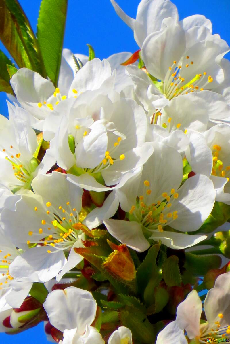 Така краса відчувається справжньою казкою - гарні білі квіти на дереві весною. №24409
