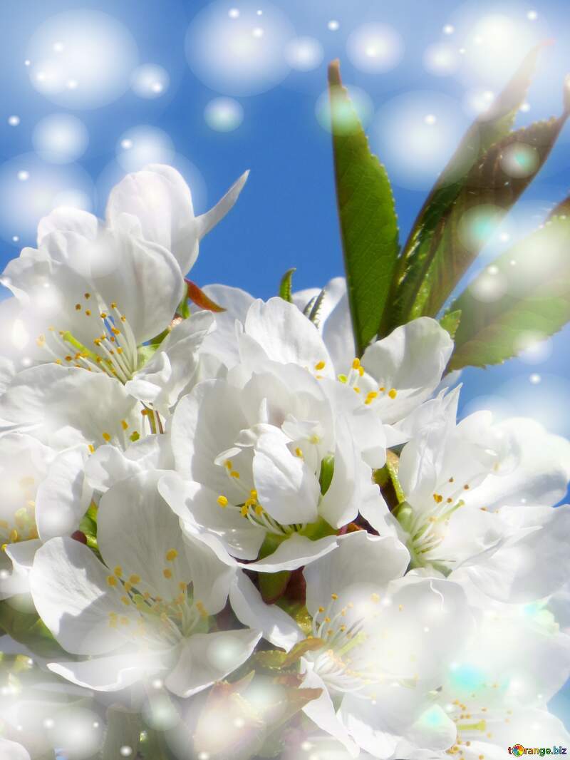 Така проста картина, але в той же час настільки неймовірна - гарні білі квіти на дереві весною. №24409