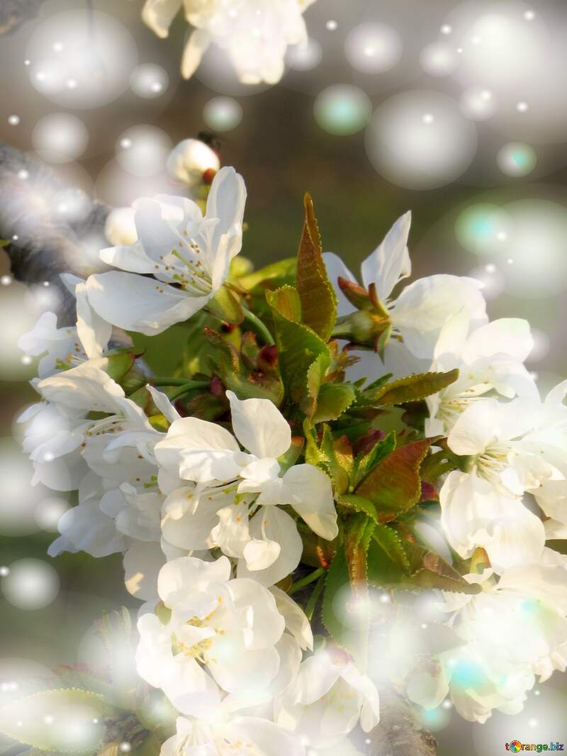 Весна - час квітучої краси білих квітів на деревах. №23906