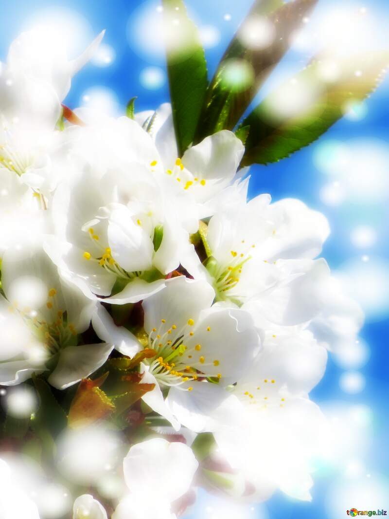 Весна - час народження нового життя. Гарні білі квіти на дереві символізують це прекрасно. №24409