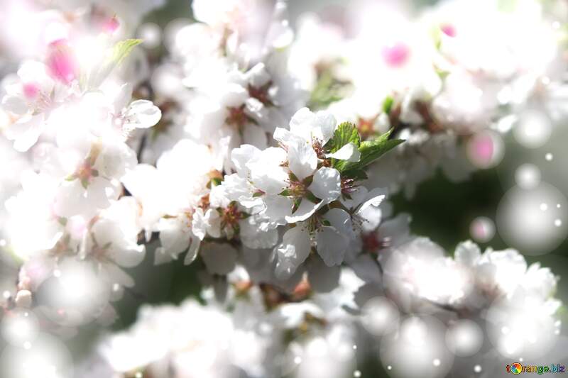 Весна - це пора, коли можна насолоджуватися запахом свіжої трави та квітів. №39773