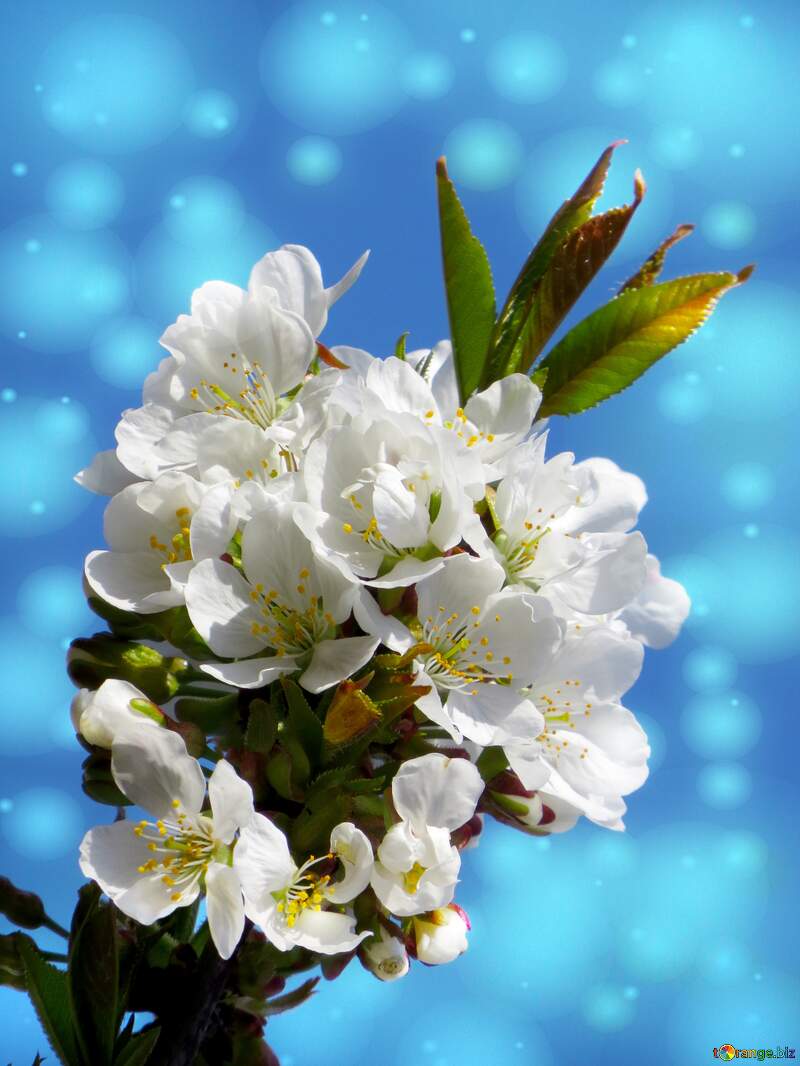 Весна - чудова пора року, коли природа бурхливо розквітає, а гарні білі квіти на дереві стають головним акцентом. №24409