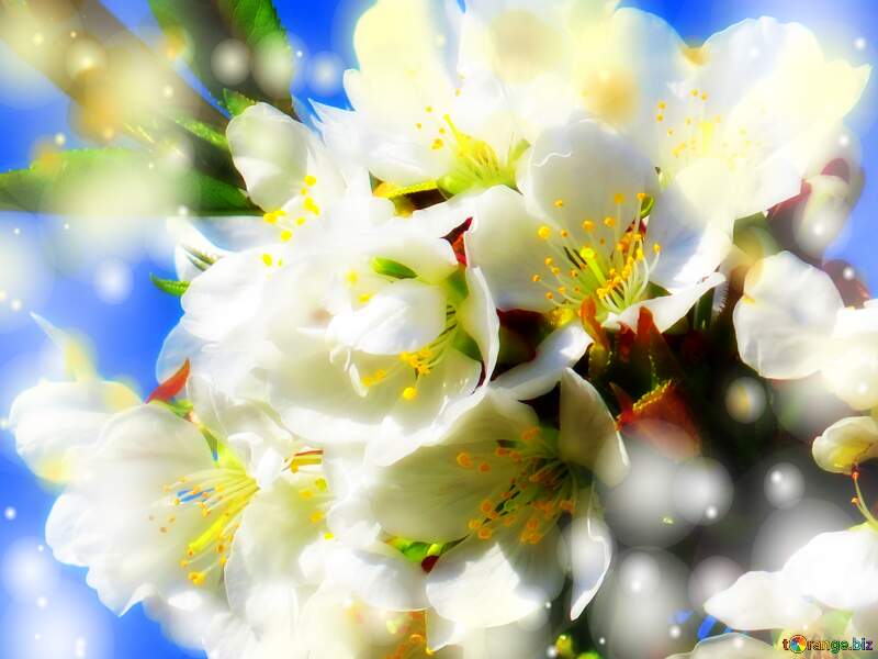 Весна настала, і з нею прийшли білі квіти на деревах, що радують нас своєю красою. №24410