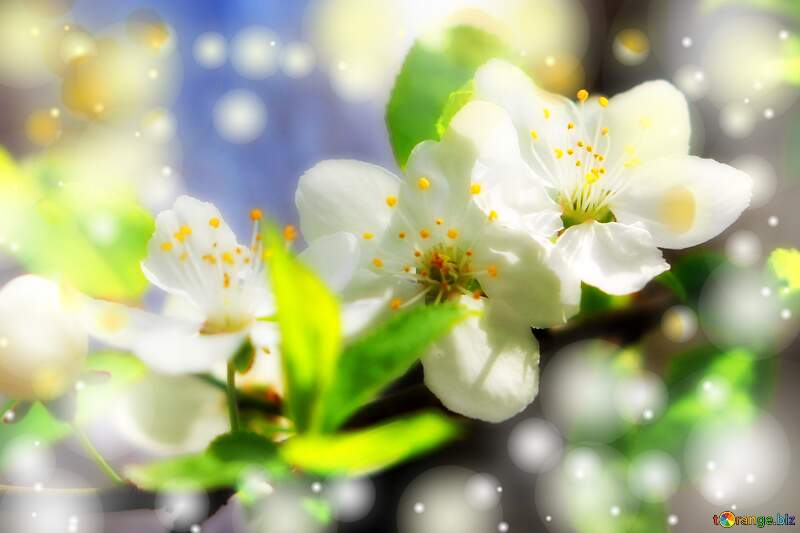 Весна прийшла! Гарні білі квіти розквітають на дереві. №39759