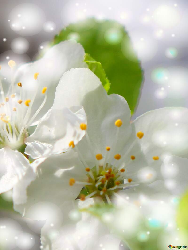 Весна завжди надихає на творчість, особливо коли ти можеш побачити гарні білі квіти на дереві. №39759