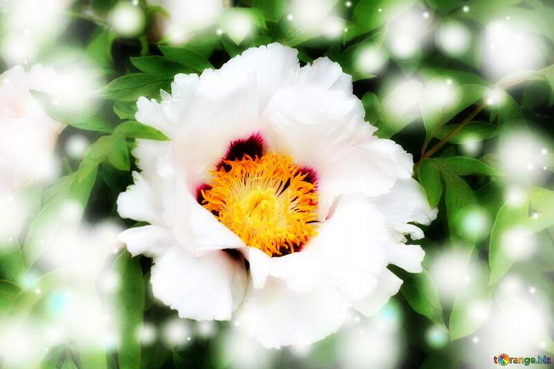 White nature flower background №37538