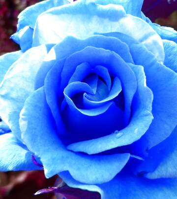FX №264401 Блакитна троянда