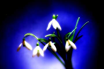 FX №264481 Delicate Snowdrop Flowers Against a Mystical Blue Background