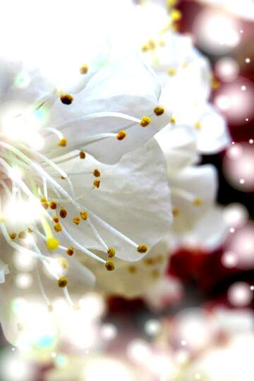 FX №264575 Delicate White Blossom with Ethereal Bokeh Effect - Nature Photography