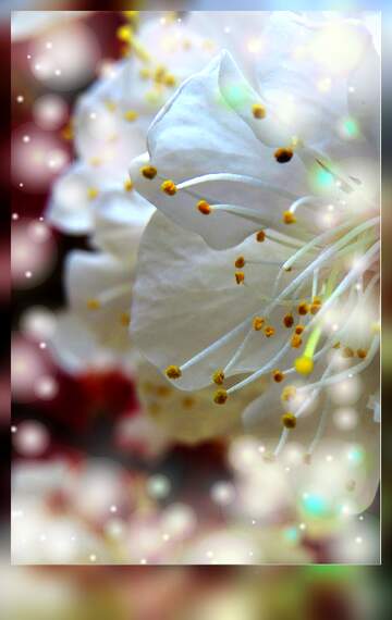 FX №264576 Delicate White Blossom with Soft Bokeh: Nature`s Radiant Beauty