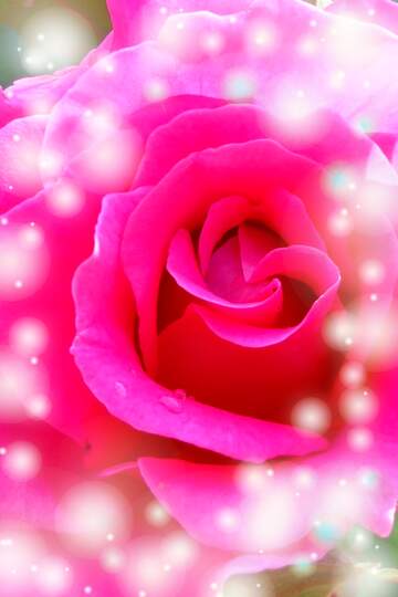 FX №264398 Enchanting Close-Up of a Bright Pink Rose with Sparkling Lights