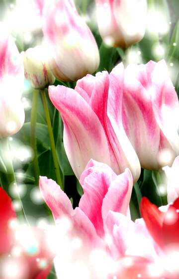 FX №264825 Gorgeous Pink and White Tulips Blooming in a Vibrant Garden