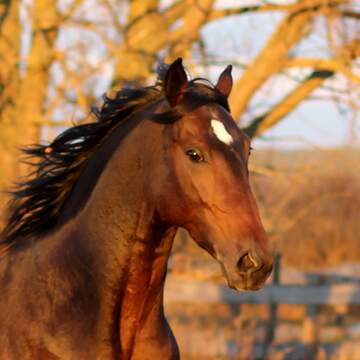 FX №264327 horse profile pic