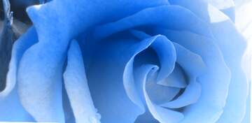 FX №264400 Mesmerizing Blue Rose Petals Close-Up for Floral Aesthetics