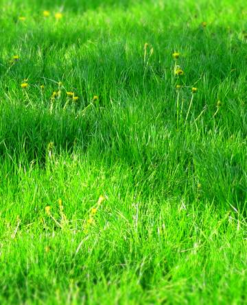 FX №264328 Spring grass