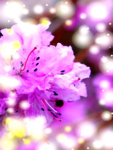 FX №264557 Stunning Blooming Rhododendron in Soft Focus Captured with Ethereal Light