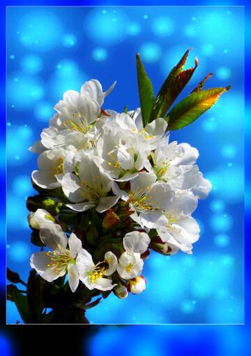 FX №264628 Stunning Cherry Blossom Against a Vivid Blue Background